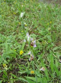 Britský hřbitov na řeckém ostrově Korfu, kde na jaře kvetou divoké orchideje