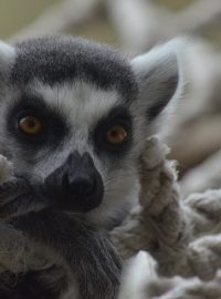 Lemur kata v ZOO Dvůr Králové nad Labem