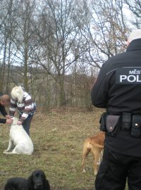 Strážníci městské policie kontrolují čipování a zaplacení poplatků za psy