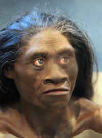 Rekonstrukce hlavy a ramen druhu Homo floresiensis (Smithsonian Museum of Natural History, Washington)