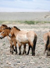 Zoo Praha uskutečnila již dva samostatné transport koní Převalského do Mongolska. Na obrázku klisny z Návratu divokých koní 2012