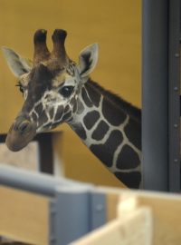 Žirafí samci se po náročné cestě zabydlují v jihlavské zoo