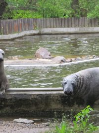 Podkrušnohorský zoopark - tuleni kuželozubí