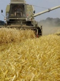Sklizní ozimého ječmene začaly žně na jižní Moravě. Na snímku kombajny zemědělského družstva Bulhary