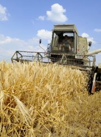 Sklizní ozimého ječmene začaly žně na jižní Moravě. Na snímku kombajny zemědělského družstva Bulhary