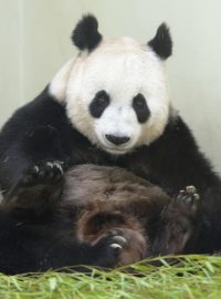 Panda Tian Tian.JPG