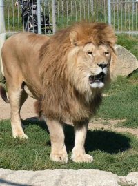 Lev Simba