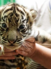 Mládě tygra sumaterského narozené  v pražské zoo