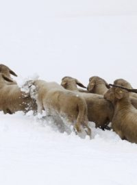 Bavorský farmář &quot;pase&quot; ovce v hlubokém sněhu u německého Garmisch-Partenkirchenu
