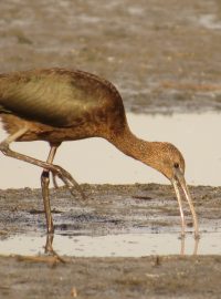 Ibis hnědý