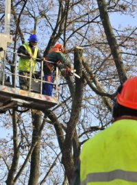 Pracovníci zahradnického úseku olomouckého Výstaviště Flora kácí sedm stromů