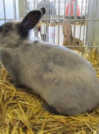Na výstavě Náš chovatel nechybí ani expozice králíků