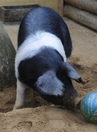 Betynka, padesátikilová samice vzácného přeštického prasete, řádí ve výběhu s míčem