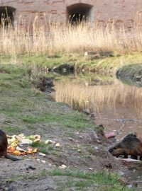 Nutrie žijí i v Terezíně