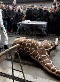 Kodaňská zoo utratila žirafího samečka