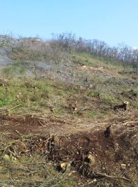 Sesutý svah na dálnici D8 nad Litochovicemi na Litoměřicku. Dřevorubci pokáceli stromy, aby mohli geologové začít s průzkumem. Od něj by se pak mělo odvíjet zajištění svahu proti dalšímu sesuvu