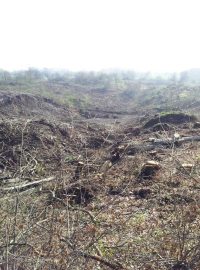 Sesutý svah na dálnici D8 nad Litochovicemi na Litoměřicku. Dřevorubci pokáceli stromy, aby mohli geologové začít s průzkumem. Od něj by se pak mělo odvíjet zajištění svahu proti dalšímu sesuvu