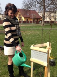 V Humpolci v parku Stromovka zasadili švestičku z Hujerovy zahrádky. Zalévá jí Marcela Kubíčková - ředitelka infocentra