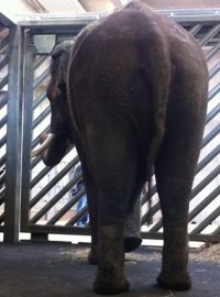 Nový sloní samec Ankhor ve výběhu pražské zoo