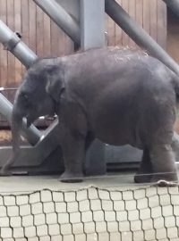 Ohroženému slůněti z ostravské zoo je přesně jeden rok