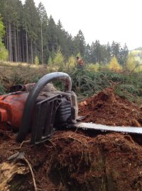 Kácení stromů nedaleko biatlonového areálu u Nového Města na Moravě. Na tomto místě bude v budoucnu obří zásobník sněhu