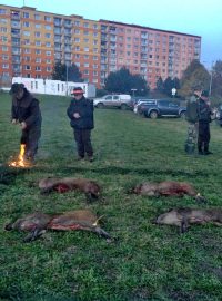 Naháňka divočáků v Ústí nad Labem