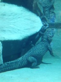 Tropický pavilon Zoo Jihlava