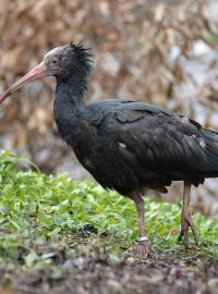 Většina ibisů je už zpátky v pražské zoo