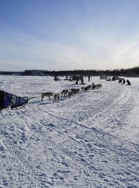 Psí spřežení musí překonat 1600 kilometrů