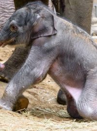 Pražská zoologická zahrada má nový sloní přírůstek