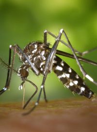 U komára tygrovaného hrozí riziko přenosu viru Zika nebo horečky dengue