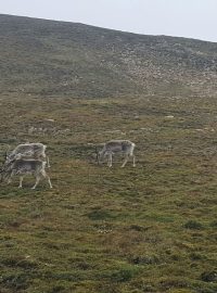 Reportérka z Arktidy: Potkala jsem soby