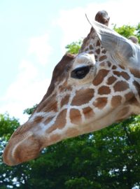 Brněnská zoo musela utratit žirafího samce. Odmítal přijímat potravu
