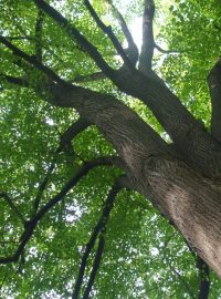 Lípy se často vysazují v parcích a stromořadích