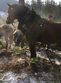 Těžba dřeva na obnovu Libušína u Prostřední Bečvy