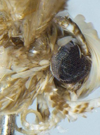 neopalpa donaldturmpi, nový druh můry