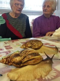 Obří šneci z Afriky pomáhají českým seniorům. Nahrazují jim domácí mazlíčky