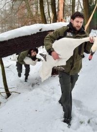 Liberečtí zoologové přesunuli z venkovních míst do vnitřních prostor druhy, které jsou na ptačí chřipku citlivé.