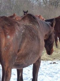 Veterináři odebrali majiteli na Benešovsku 70 koní.