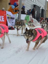 Česká musherka Jana Henychová a její psí spřežení