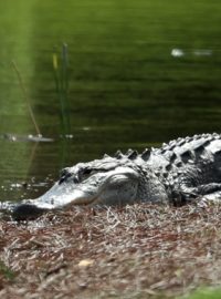 Aligátor na nedávném Honda Classic v Palm Beach