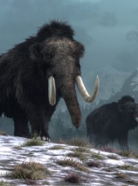 Mamut, ilustrační