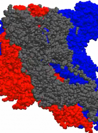 Folding@home analyzuje prostorovou strukturu bílkoviny, která umožňuje vstup do buňky