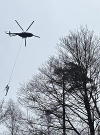 Správa národního parku České Švýcarsko začala s odstraňováním stromů z vysokozátěžových bariér