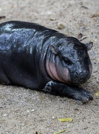 Fanoušci pro ni pečou dorty, tvoří umělecká díla a také se na ni chodí koukat přímo do zoo