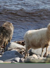 Ovce na ostrově North Ronaldsay