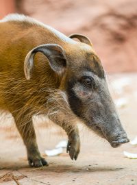 Sedmiletá samice Jasna se narodila ve Vratislavi, do Zoo Praha ale přišla ze Zoo Magdeburk