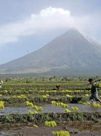 rýžová pole na Filipínách (farmers plant rice near the foot of Mayon volcano, background, in Camalig township, Albay province in central Philippines)