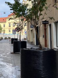Obří květináče na ulici Zámečnická v centru Brna