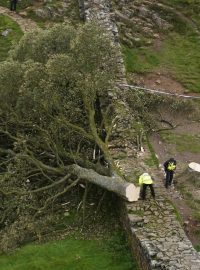 Slavný strom v hrabství Northumberland